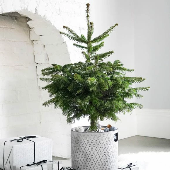 Best deal π Ivyline Indoor Zinc π Christmas Tree Bucket β¨