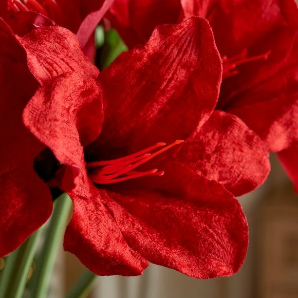 Coupon π₯ Dunelm Red Amaryllis Stem 60cm π - Image 2